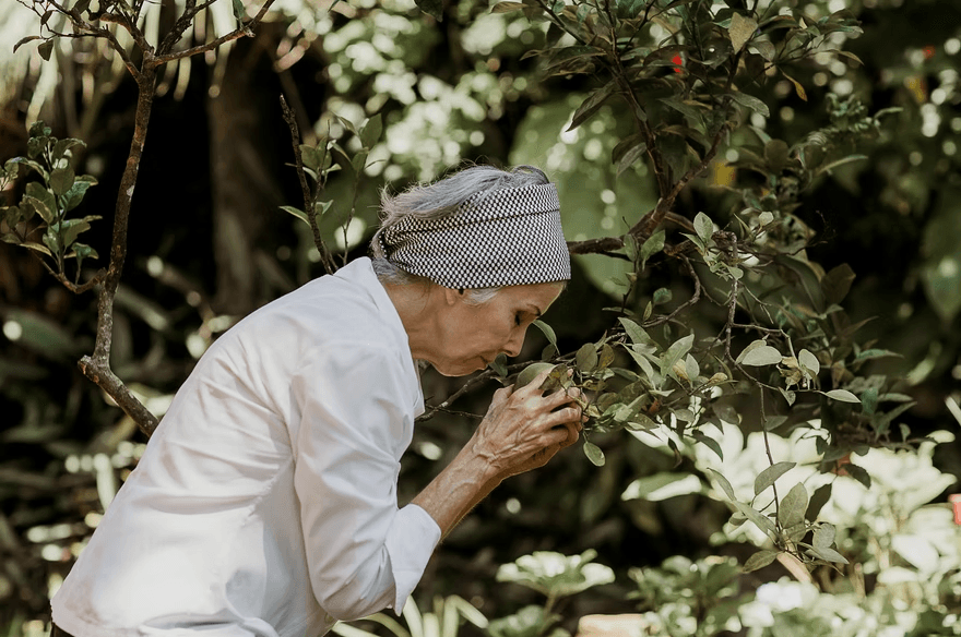 Chef cuidando das ervas frescas