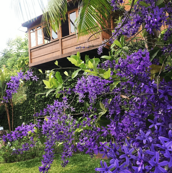 Flores roxas na entrada